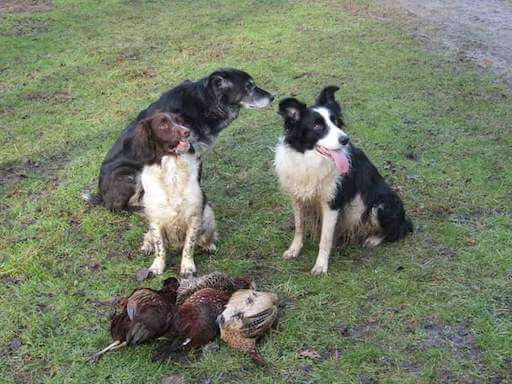 gundog15